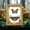Real Framed Monarch Butterfly Set Forest Mushrooms Butterflies Taxidermy Display