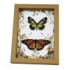 Real Framed Monarch Butterfly Set Forest Mushrooms Butterflies Taxidermy Display