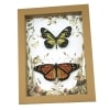 Real Framed Monarch Butterfly Set Forest Mushrooms Butterflies Taxidermy Display