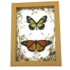 Real Framed Monarch Butterfly Set Forest Mushrooms Butterflies Taxidermy Display