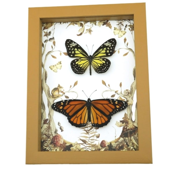 Real Framed Monarch Butterfly Set Forest Mushrooms Butterflies Taxidermy Display