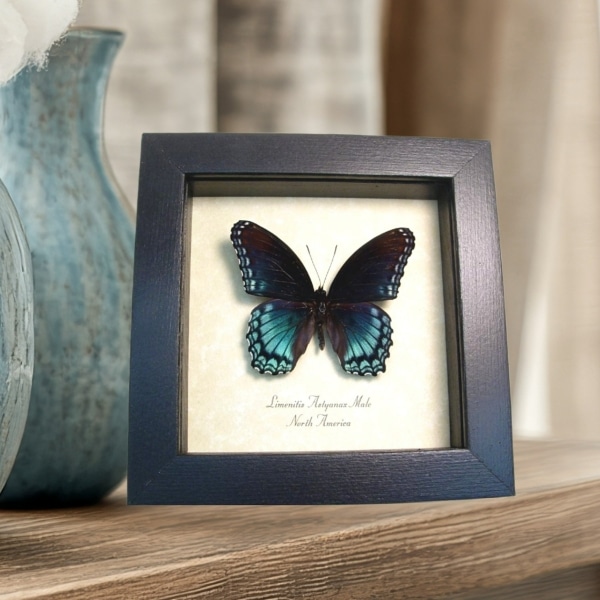 Limenitis Astyanax Male Butterfly Red Spotted Purple Real Framed Taxidermy Display