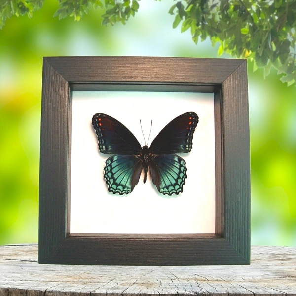 Limenitis Astyanax male Butterfly Red Spotted Purple Real Framed Taxidermy Classic Black Display