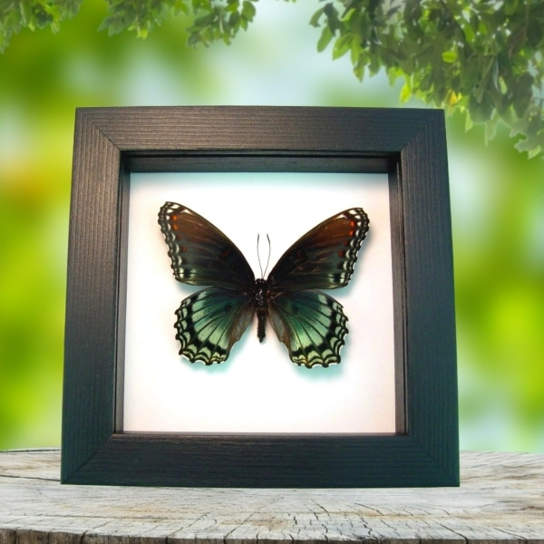 Limenitis Astyanax Female Butterfly Red Spotted Purple Real Framed Taxidermy Classic Black Display