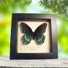 Limenitis Astyanax Female Butterfly Red Spotted Purple Real Framed Taxidermy Display