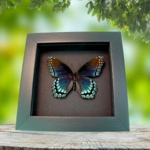 Limenitis Astyanax Female Butterfly Red Spotted Purple Real Framed Taxidermy Moonlight Display