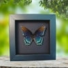 Limenitis Astyanax male Butterfly Red Spotted Purple Real Framed Taxidermy Moonlight Display