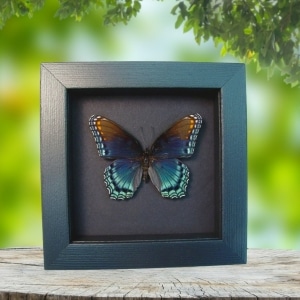 Limenitis Astyanax male Butterfly Red Spotted Purple Real Framed Taxidermy Moonlight Display