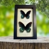 Limenitis Astyanax Pair Butterflies Red Spotted Purple Butterfly Set Real Framed Taxidermy Display