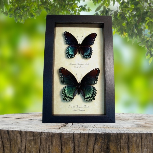 Limenitis Astyanax Pair Butterflies Red Spotted Purple Butterfly Set Real Framed Taxidermy Display