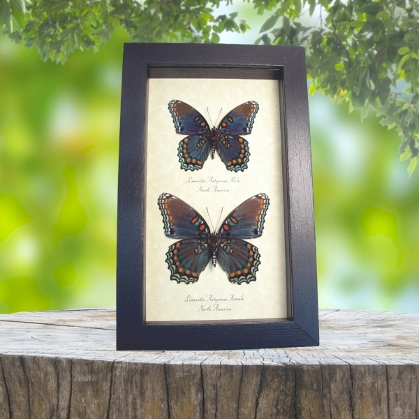 Limenitis Astyanax Verso Pair Butterflies Red Spotted Purple Butterfly Set Real Framed Taxidermy Display