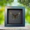 Limenitis Astyanax male verso Butterfly Red Spotted Purple Real Framed Taxidermy Moonlight Display