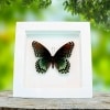 Limenitis Astyanax Female Butterfly Red Spotted Purple Real Framed Taxidermy Vibrant White Display