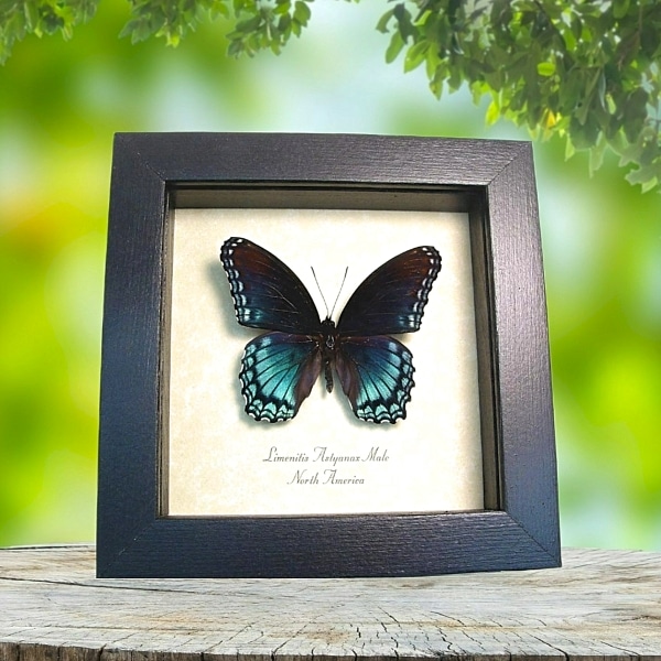 limenitis bredowii California Sister Butterfly Framed Taxidermy Moonlight Display