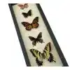 North American Butterfly Collection Real Framed Butterflies Taxidermy Display