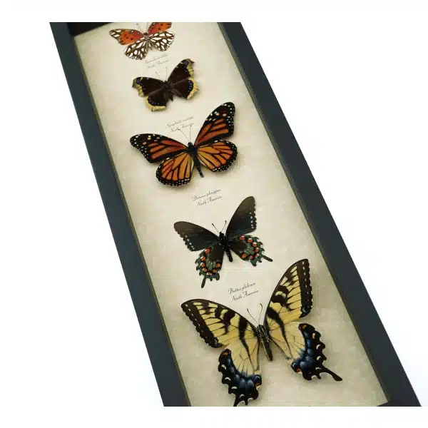 North American Butterfly Collection Real Framed Butterflies Taxidermy Display