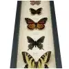 North American Butterfly Collection Real Framed Butterflies Taxidermy Display