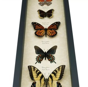 North American Butterfly Collection Real Framed Butterflies Taxidermy Display