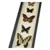 North American Butterfly Collection Real Framed Butterflies Taxidermy Display