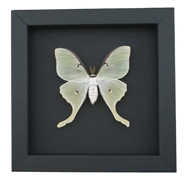Luna Moth Framed Taxidermy Actias luna Moonlight Display