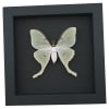 Luna Moth Framed Taxidermy Actias luna Moonlight Display