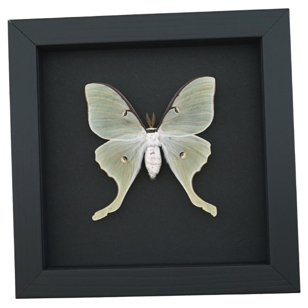 Luna Moth Framed Taxidermy Actias luna Moonlight Display