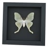 Luna Moth Framed Taxidermy Actias luna Moonlight Display