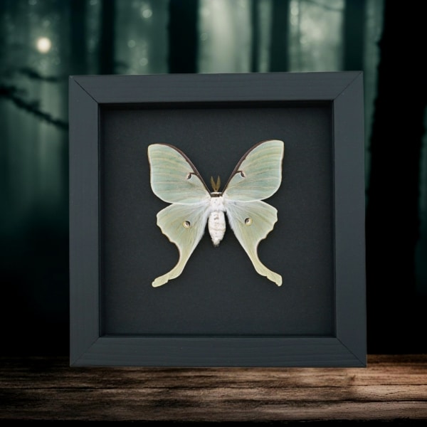 Luna Moth Framed Taxidermy Actias luna Moonlight Display