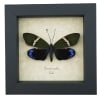 Eterusia repleta Female Day Flying Moth Framed Taxidermy Display