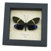 Eterusia repleta Female Day Flying Moth Framed Taxidermy Display