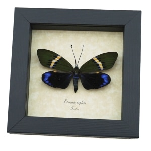 Eterusia repleta Female Day Flying Moth Framed Taxidermy Display