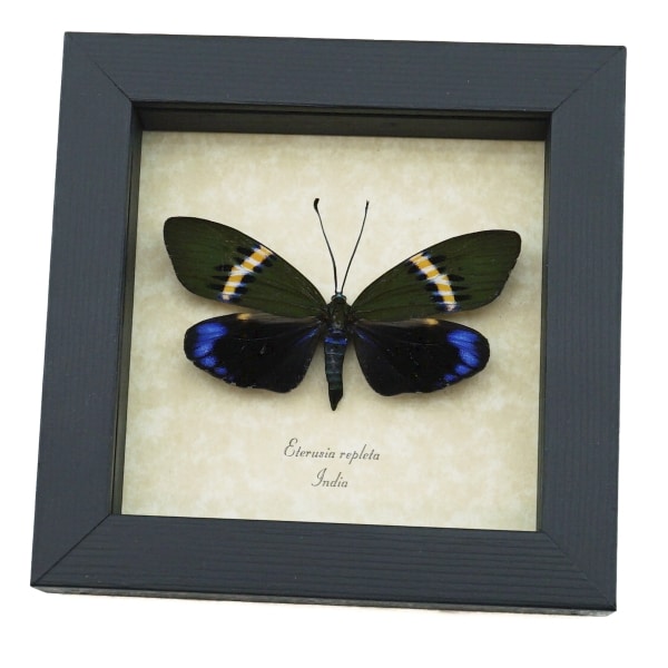 Eterusia repleta Female Day Flying Moth Framed Taxidermy Display
