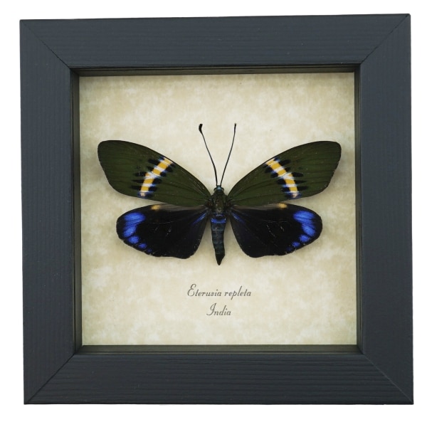 Eterusia repleta Female Day Flying Moth Framed Taxidermy Display