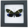 Eterusia repleta Female Moth Real Framed Taxidermy Classic Black Display