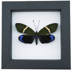 Eterusia repleta Female Moth Real Framed Taxidermy Classic Black Display
