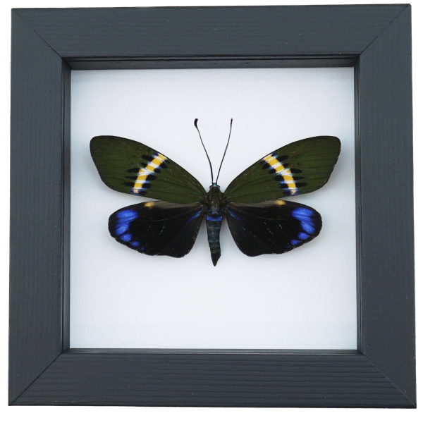 Eterusia repleta Female Moth Real Framed Taxidermy Classic Black Display