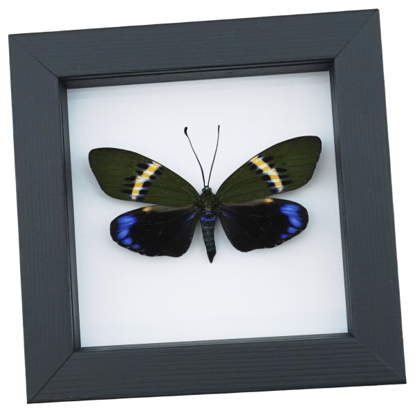 Eterusia repleta Female Moth Real Framed Taxidermy Classic Black Display