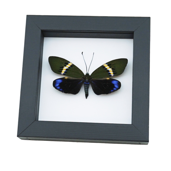Eterusia repleta Female Moth Real Framed Taxidermy Classic Black Display