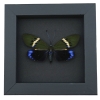 Eterusia repleta Female Moth Framed Day Flying Moth Taxidermy Moonlight Display