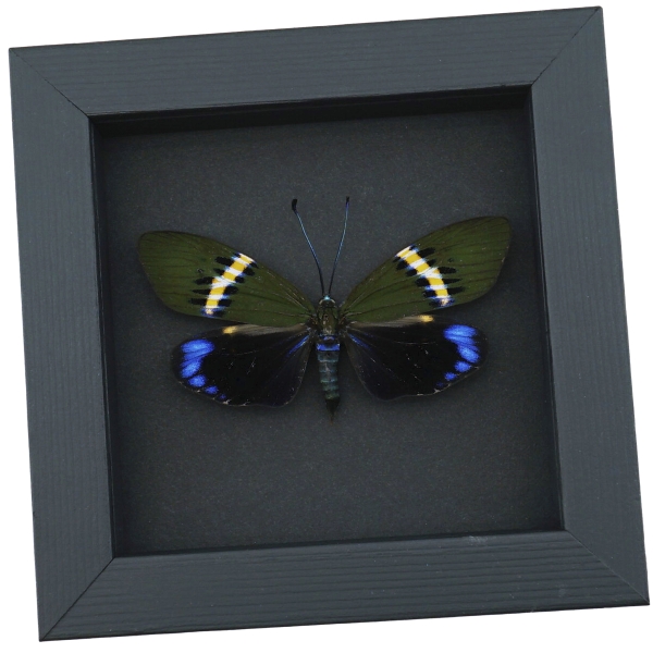 Eterusia repleta Female Moth Framed Day Flying Moth Taxidermy Moonlight Display