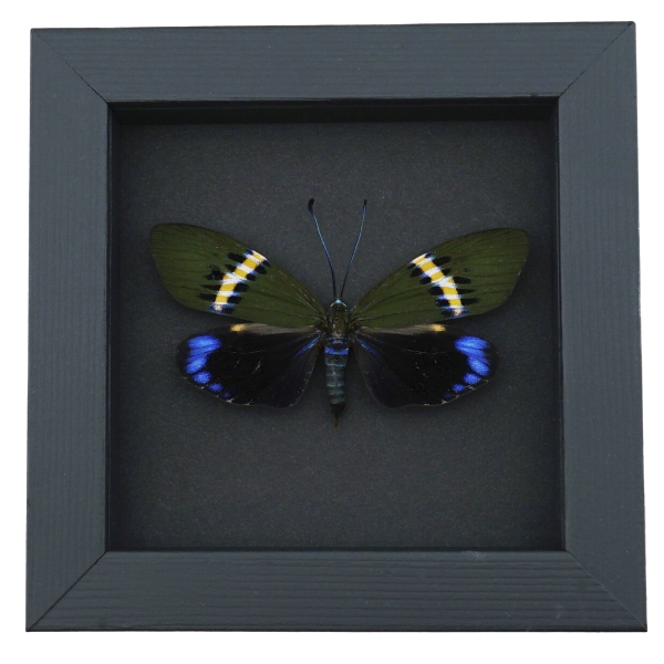 Eterusia repleta Female Moth Framed Day Flying Moth Taxidermy Moonlight Display