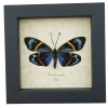Real Framed Eterusia repleta Female Verso Day Moth Taxidermy Display
