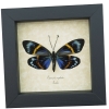 Real Framed Eterusia repleta Female Verso Day Moth Taxidermy Display