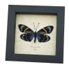 Real Framed Eterusia repleta Female Verso Day Moth Taxidermy Display