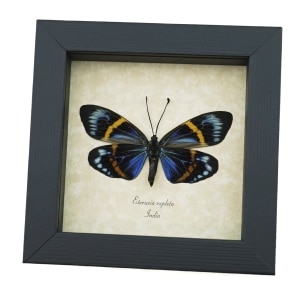 Real Framed Eterusia repleta Female Verso Day Moth Taxidermy Display