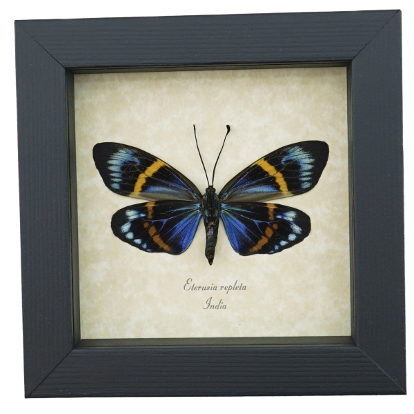 Real Framed Eterusia repleta Female Verso Day Moth Taxidermy Display