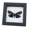 Framed Forester Moth Eterusia repleta Female Taxidermy Classic Black Display