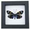 Framed Forester Moth Eterusia repleta Female Taxidermy Classic Black Display