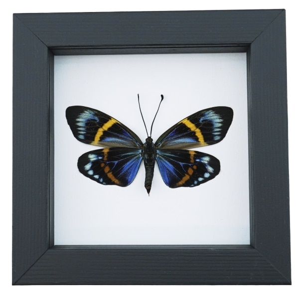 Framed Forester Moth Eterusia repleta Female Taxidermy Classic Black Display