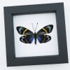 Framed Forester Moth Eterusia repleta Female Taxidermy Classic Black Display